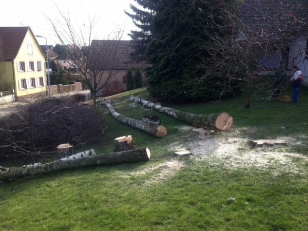 Abattage d'arbre à Bitschhoffen