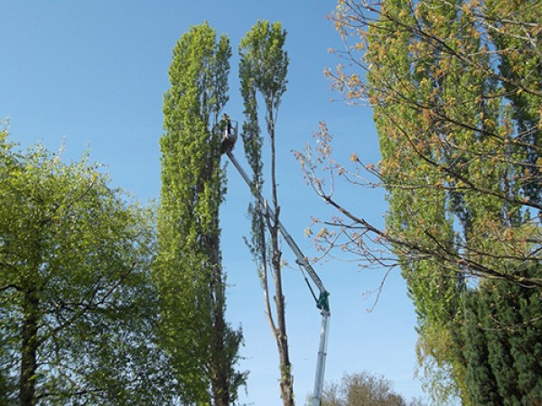 Abattage et élagage d'arbre à Bitschhoffen